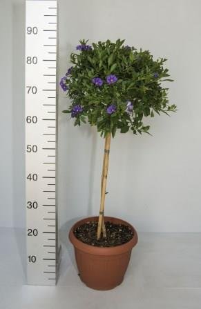 Solanum rantonetii en tige 18 h100